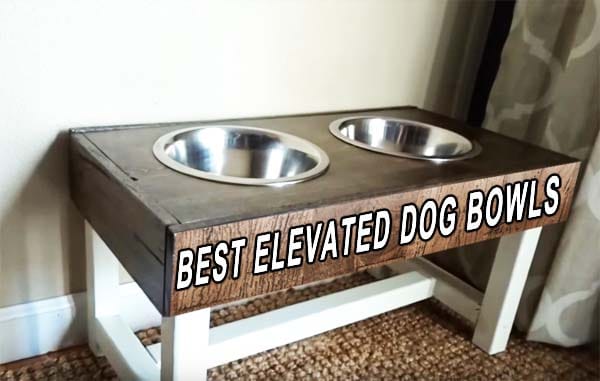 elevated large dog bowls