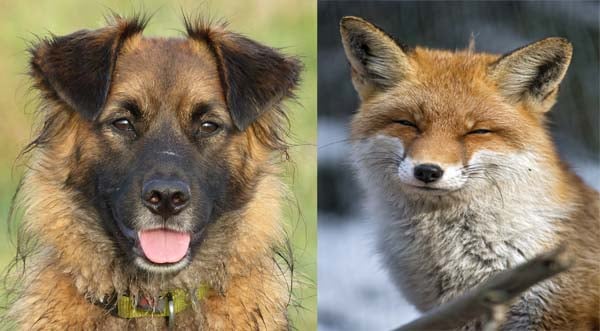 Can Foxes Breed With Dogs