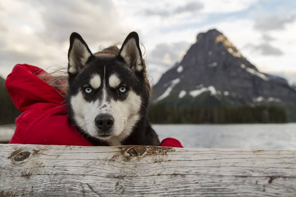 best doghouse for husky